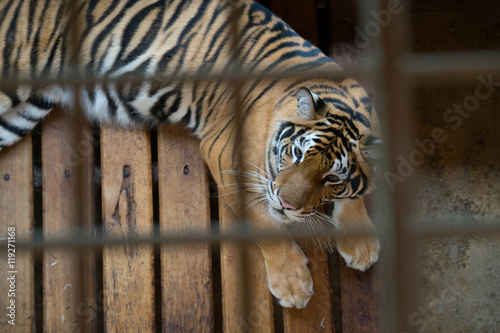Fototapeta Naklejka Na Ścianę i Meble -  tiger in cage