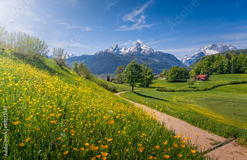 Hiking trail in alpine scenery with blooming meadows in summer