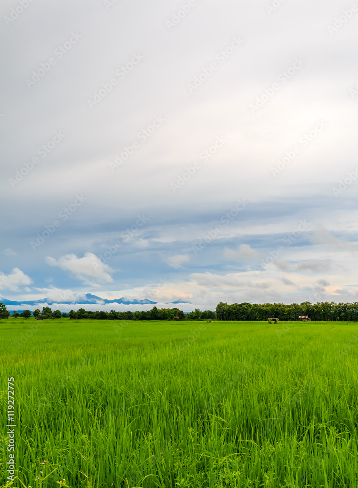 the green rice farm at northern phrae thailand