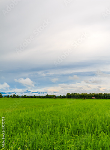the green rice farm at northern phrae thailand