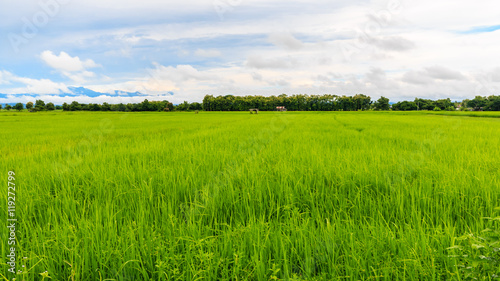 the green rice farm at northern phrae thailand