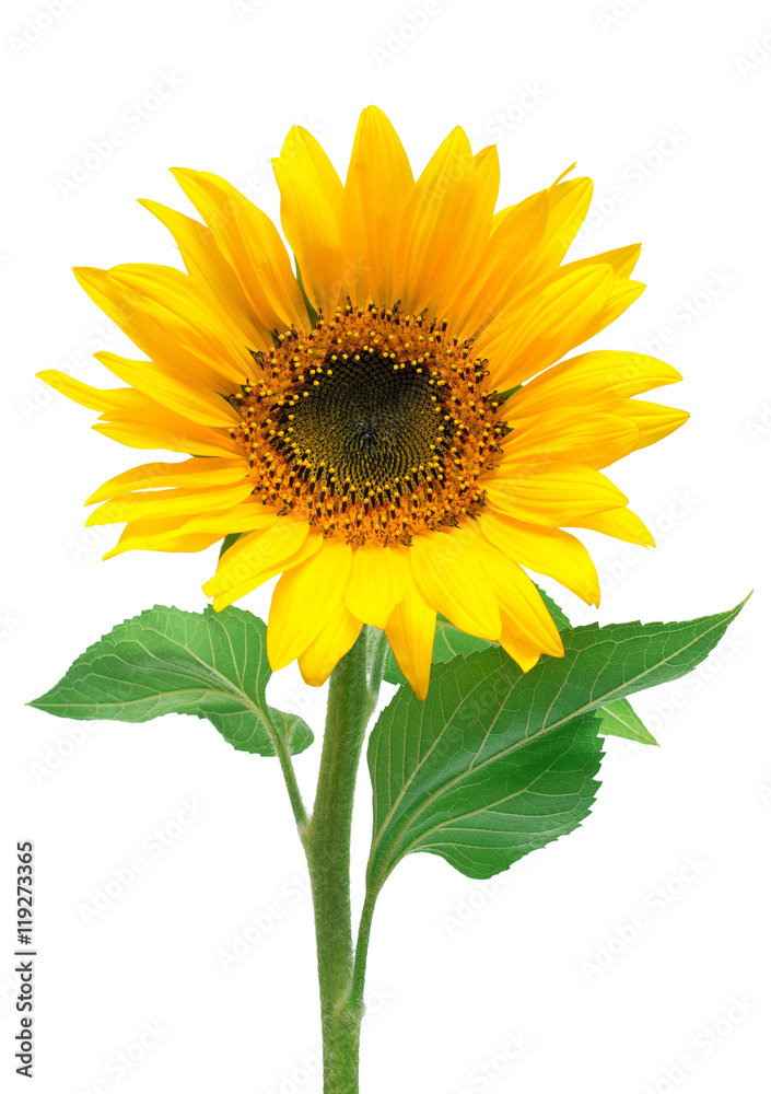 Obraz premium Flower of sunflower isolated on white background