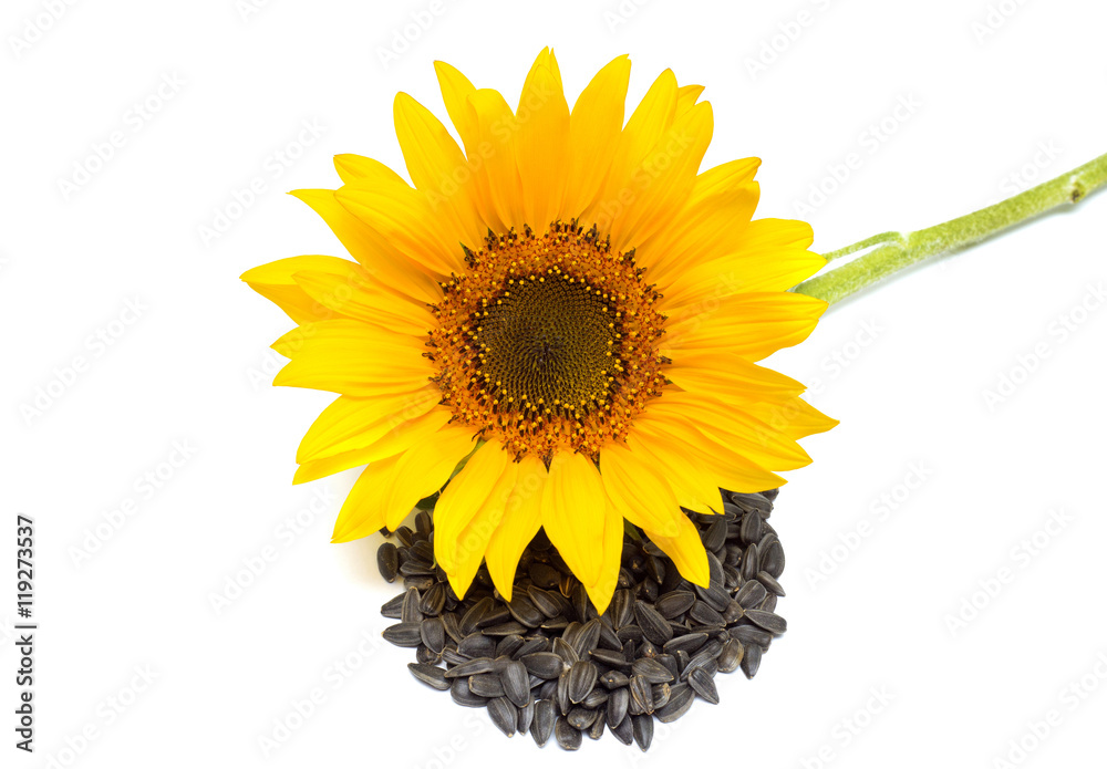 Obraz premium Flower. Sunflower isolated on white background