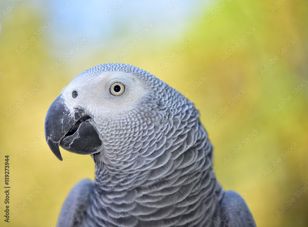 Obraz premium African Grey Parrot