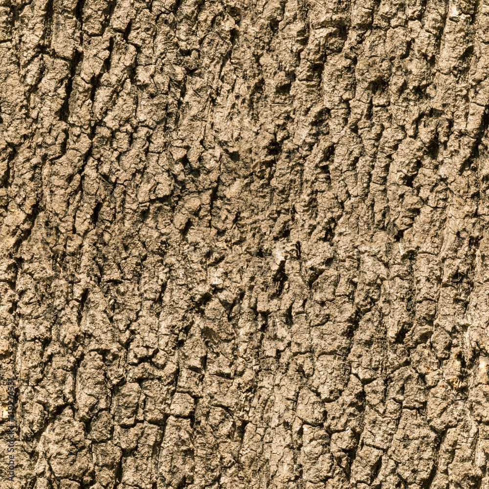 seamless bark tree texture seamless bark tree texture