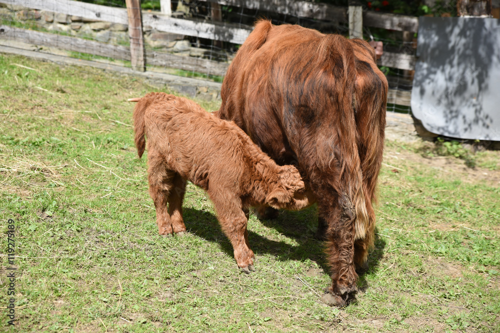 Fototapeta premium mucca pelo lungo scozzese allattare vitello vitellino stalla allevamento