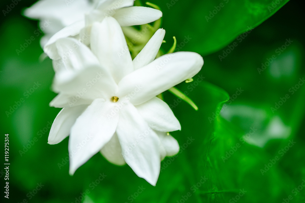 jasmine jasmine