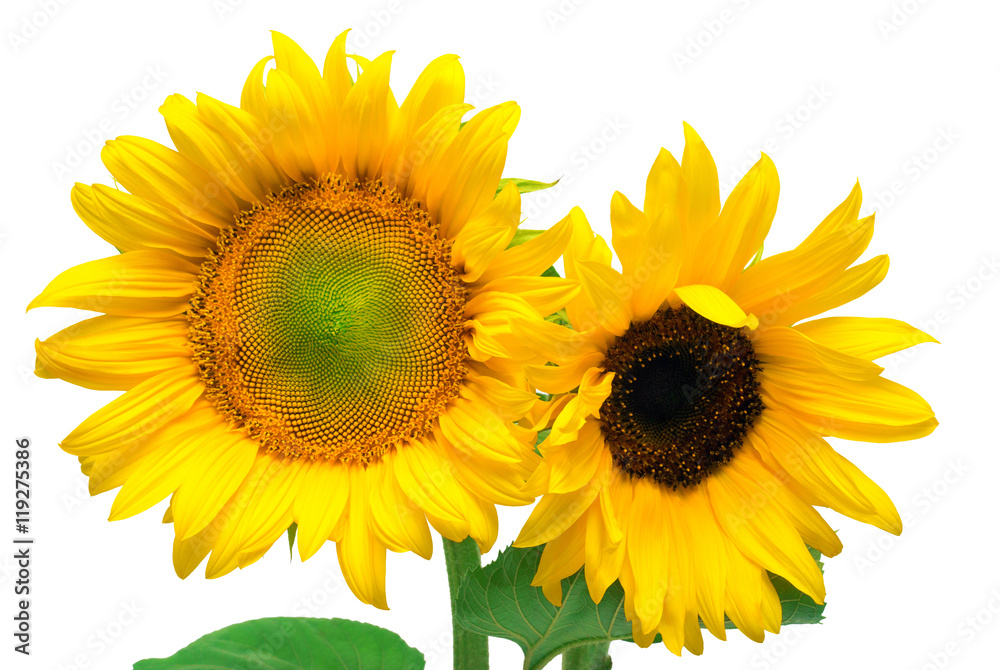 Fototapeta premium Two sunflowers isolated on white background
