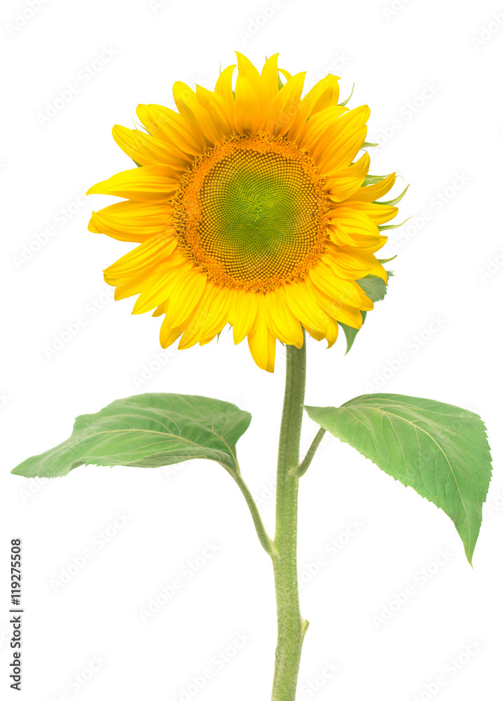 Obraz premium Flower of sunflower isolated on white background