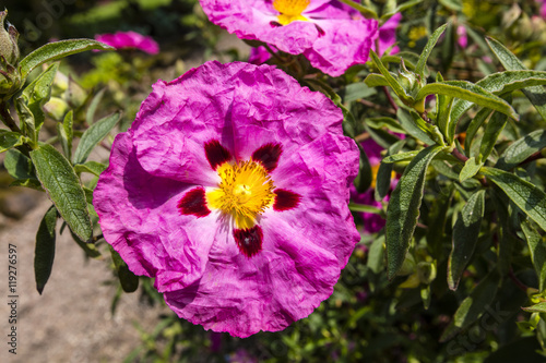 Pink Cistus (Rockrose) flower close up.