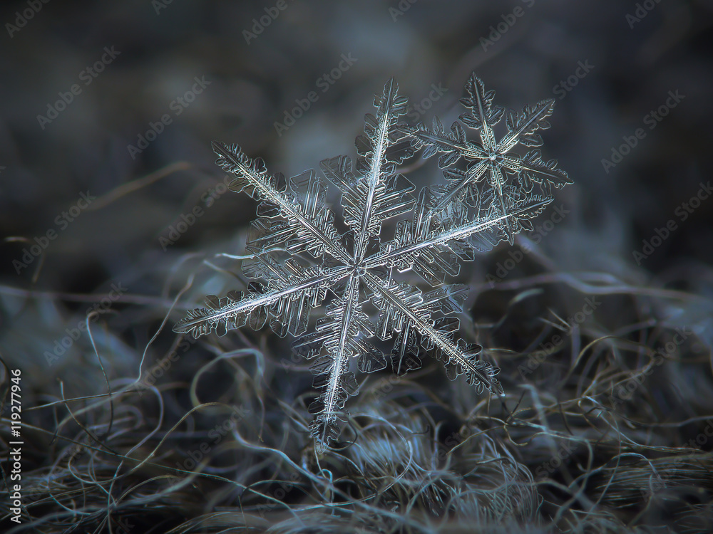 Pair of real snowflakes, sparkling on dark grey woolen background. This is macro photo of two snow crystals in cluster: large and medium size stellar dendrites with complex structure.
