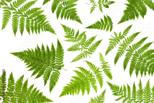 Wallpaper Mural Isolated ornament of green fern leaves on a white background Torontodigital.ca