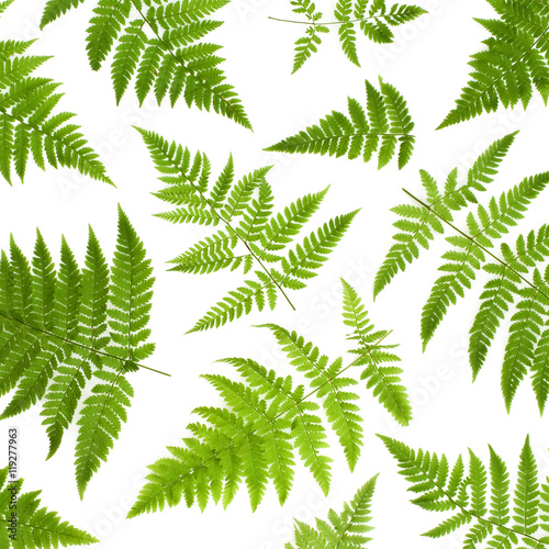 Isolated ornament of green fern leaves on a white background