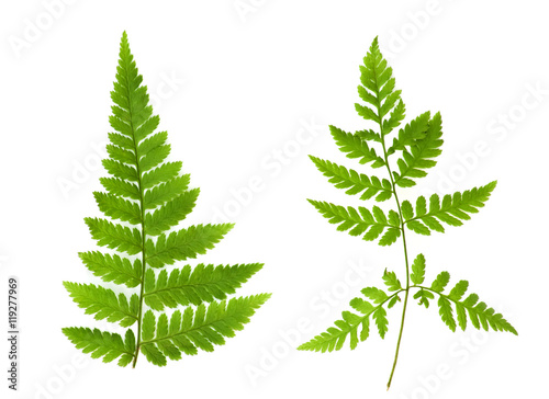Two isolated green leaves of fern on a white background
