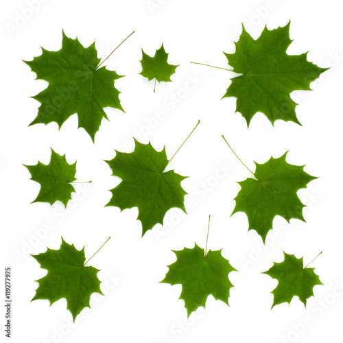 Isolated ornament of green maple leaves on a white background