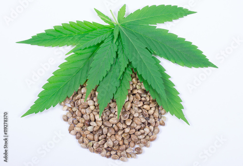 Cannabis leaf and seeds isolated on white. Close Up.
