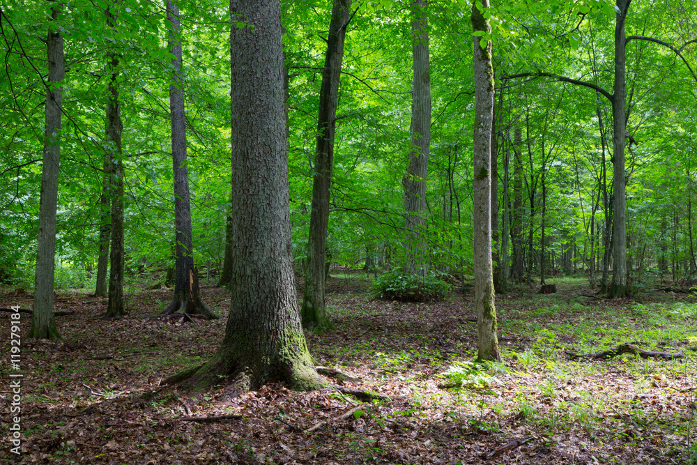 Primeval deciduous stand of natural stand in summertime Primeval deciduous stand of natural stand in summertime
