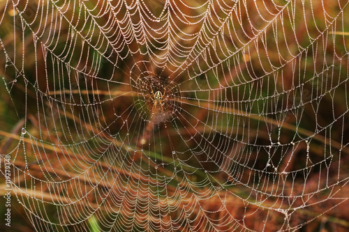 Small spider and cobweb