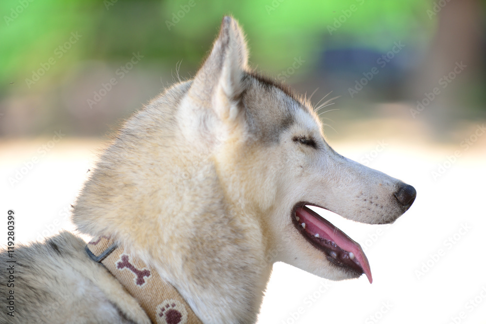 Gray siberian husky