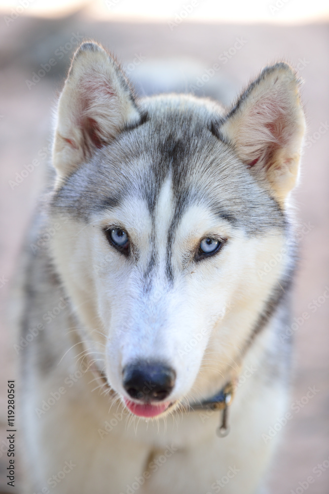 Gray siberian husky