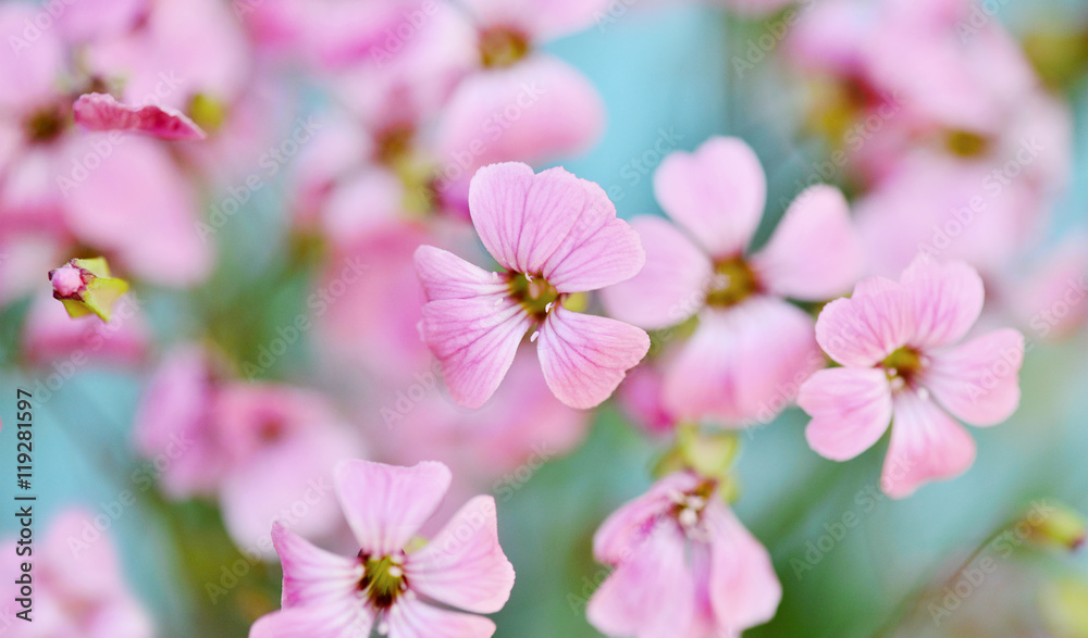 Close up view on a wiid pink flowers