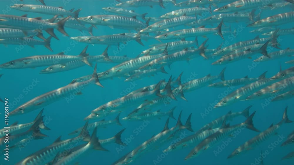 A school of Barracudas in blue water. 4k footage A school of Barracudas in blue water. 4k footage