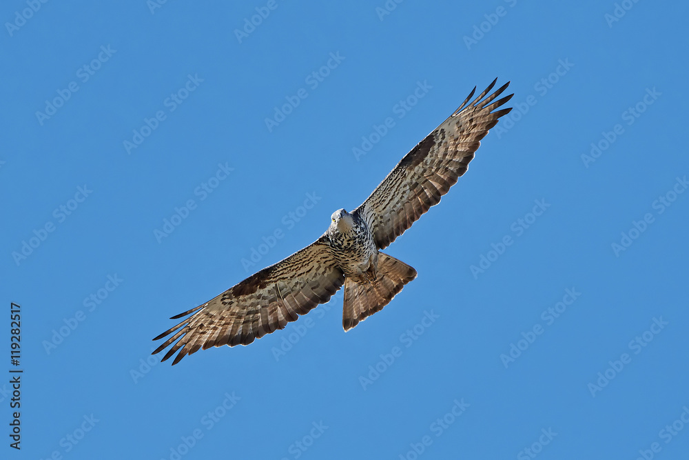 Fototapeta premium European honey buzzard (Pernis apivorus)