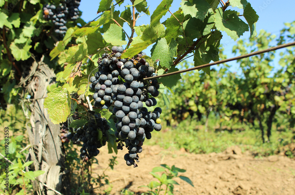 Fototapeta premium Vineyard with ripe grapes