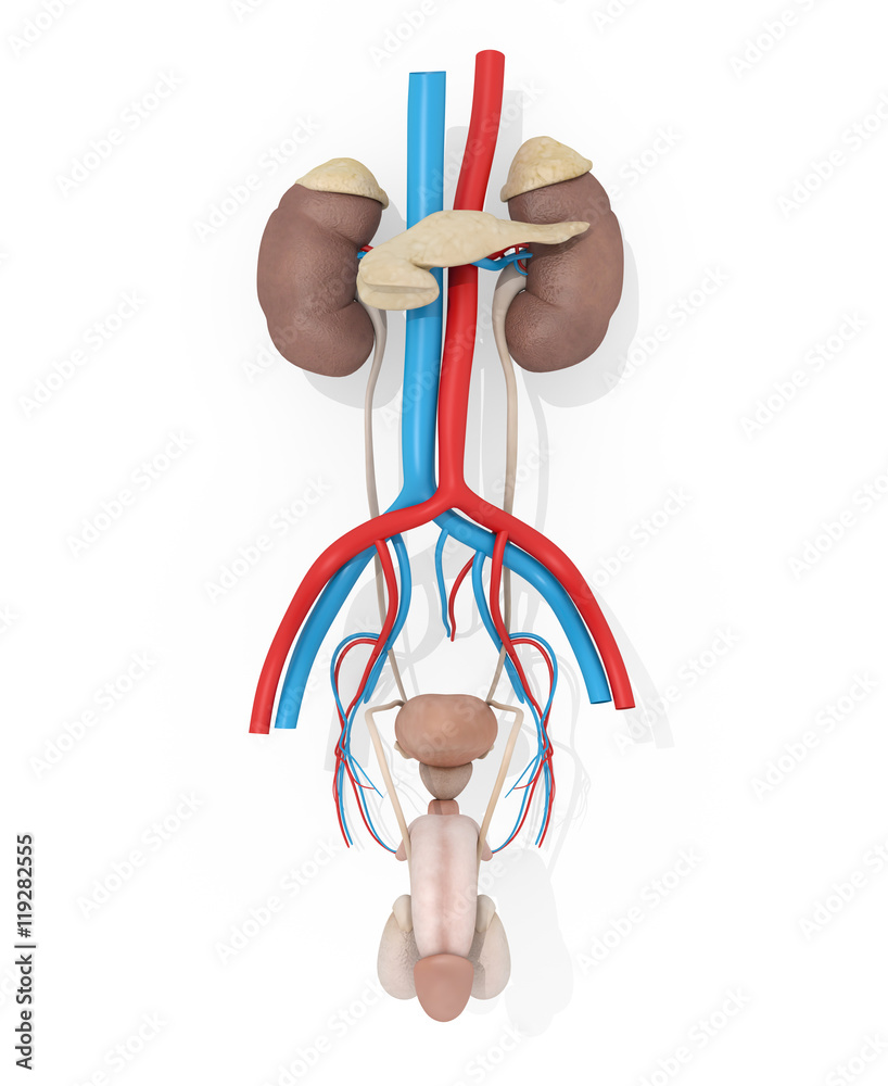 Human anatomy urinary system medical illustration on white background ...