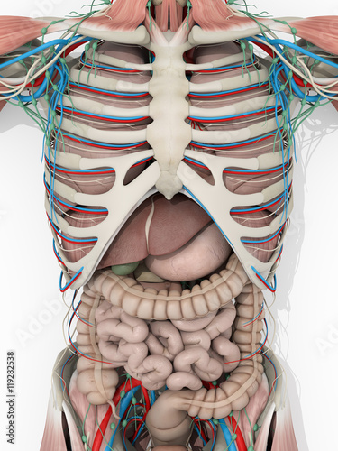 Fotografie Human anatomy muscular system, digestive system medical illustration on white background