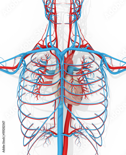 Slika na platnu Human anatomy vascular system medical illustration on white background