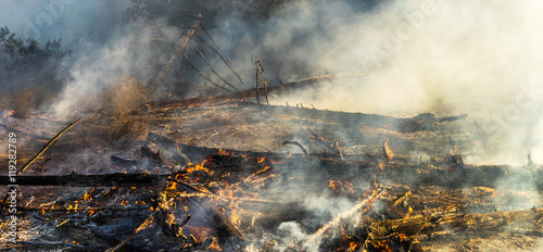 Εκτύπωση καμβά fire in the forest, the trees are burning a lot of smoke