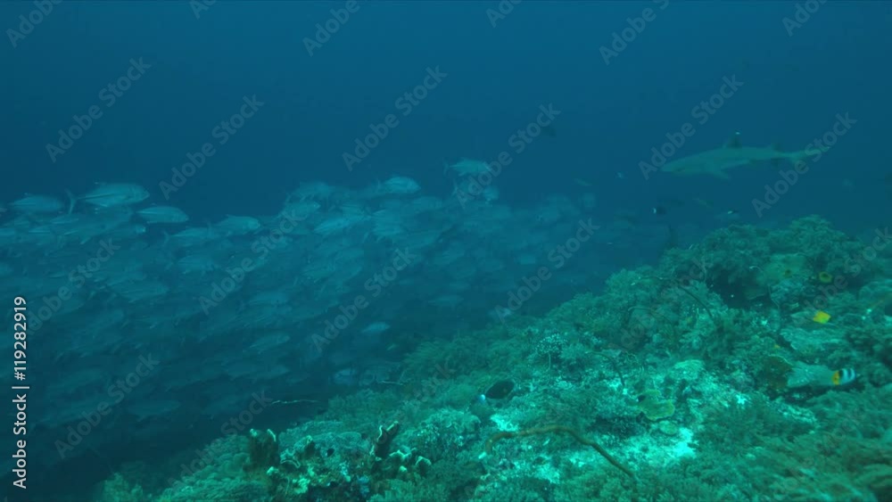 School of Big-eye Trevallies and a Whitetip Reef Shark on a coral reef. 4k footage School of Big-eye Trevallies and a Whitetip Reef Shark on a coral reef. 4k footage