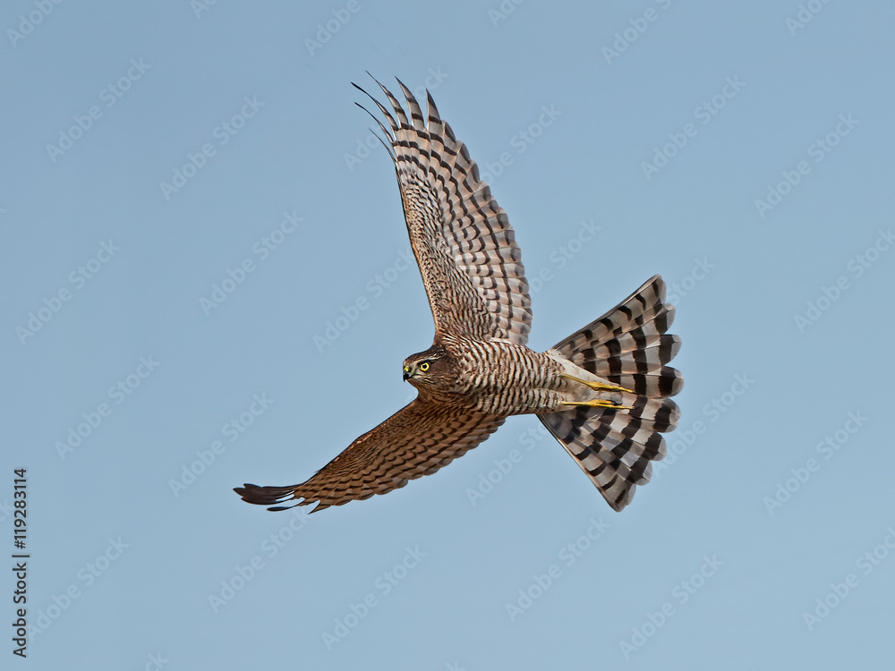 Obraz premium Eurasian sparrowhawk (Accipiter nisus)