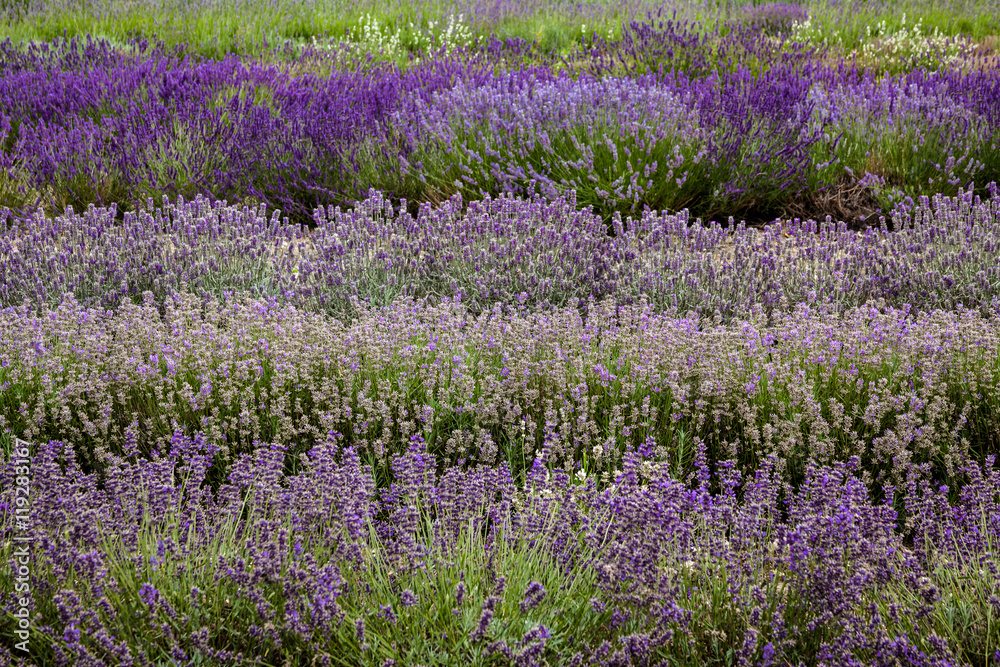 Obraz premium lavender fields