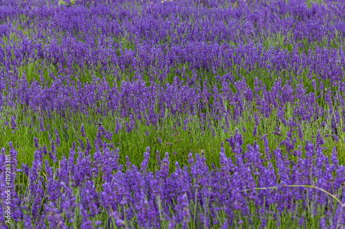 Fototapeta Naklejka Na Ścianę i Meble -  lavender fields