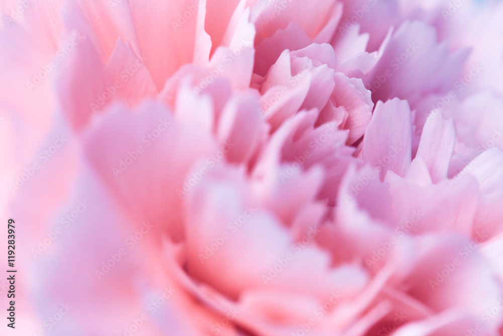 Beautiful pink carnation flower