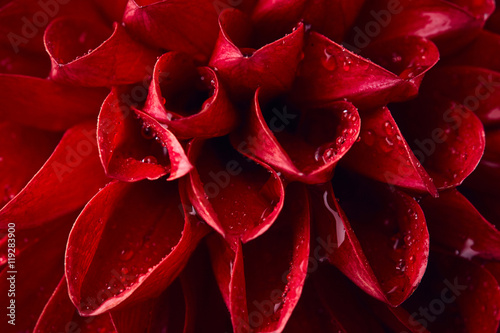 Dahlia with drops of water