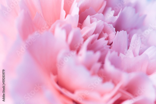 Beautiful pink carnation flower © Nik_Merkulov