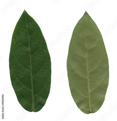 Front and back green leaf isolated on white background.