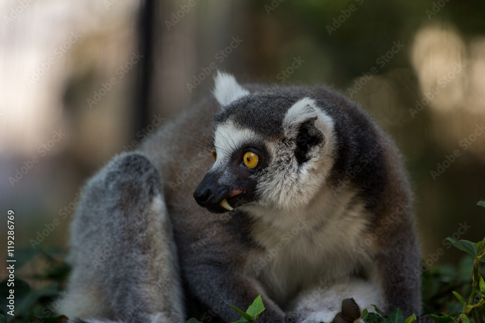 Fototapeta premium Ring-tailed lemur on the branch