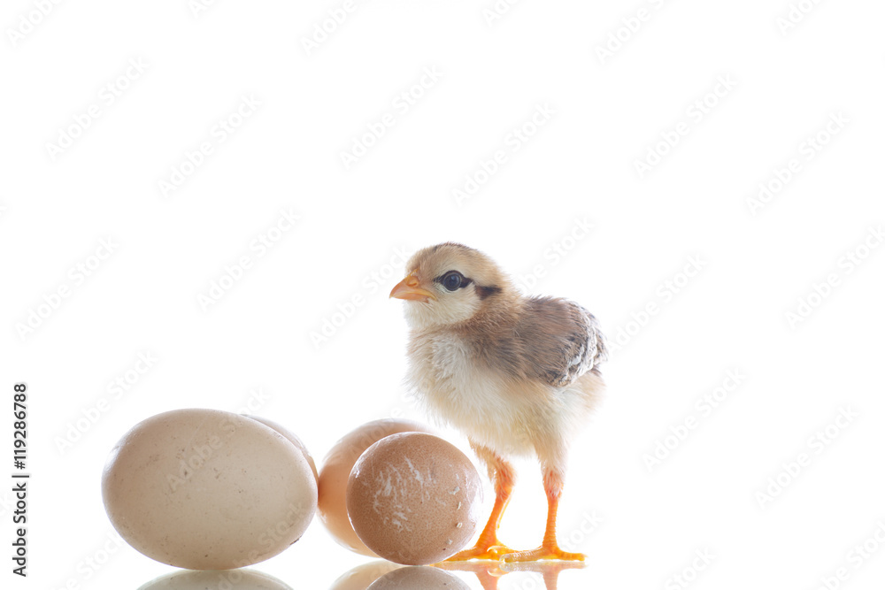 pretty cute chick with eggs