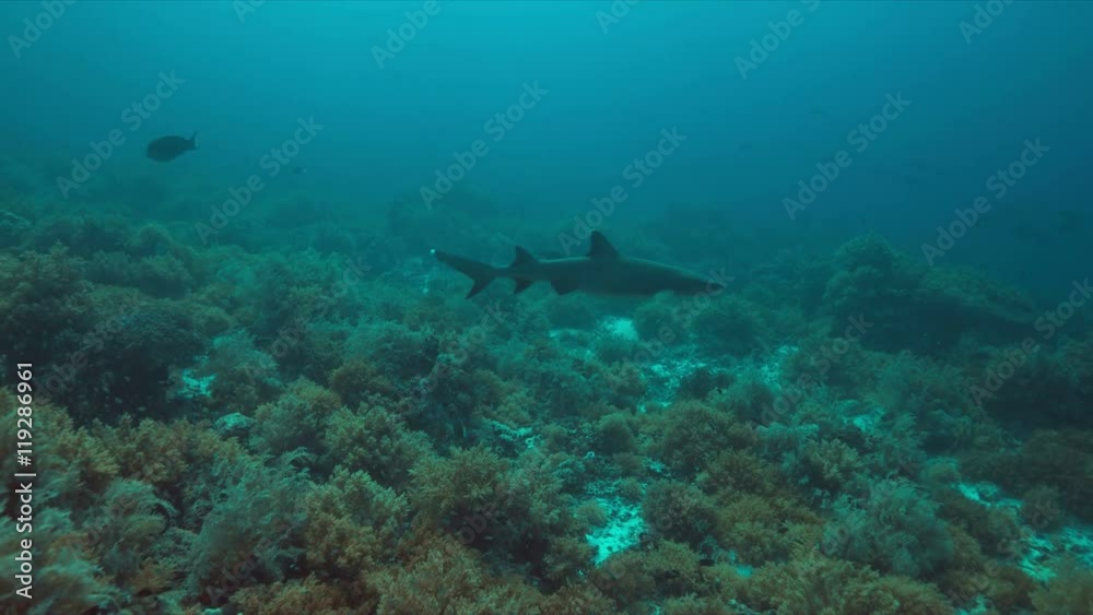 Whitetip reef shark on a coral reef. 4k footage Whitetip reef shark on a coral reef. 4k footage