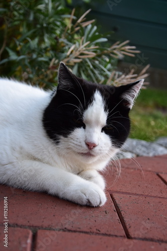 black and white domestic cat