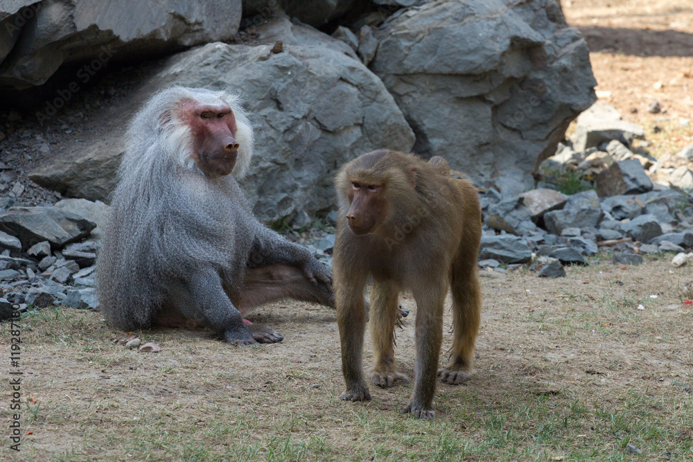 Obraz premium adult male and female baboon hamadryad 