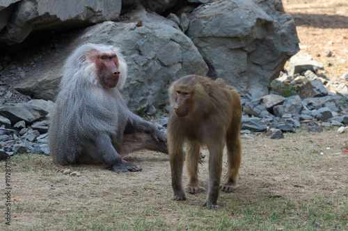 adult male and female baboon hamadryad
