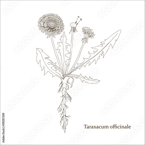 Botanical drawing of a dandelion