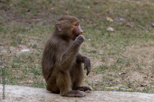 sitting baby baboon hamadryad
