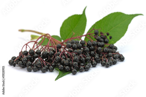 Holunderbeeren, Schwarzer Holunder, Sambucus nigra