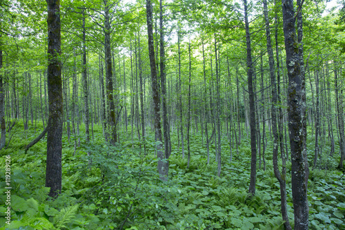 Nice forest from black sea.